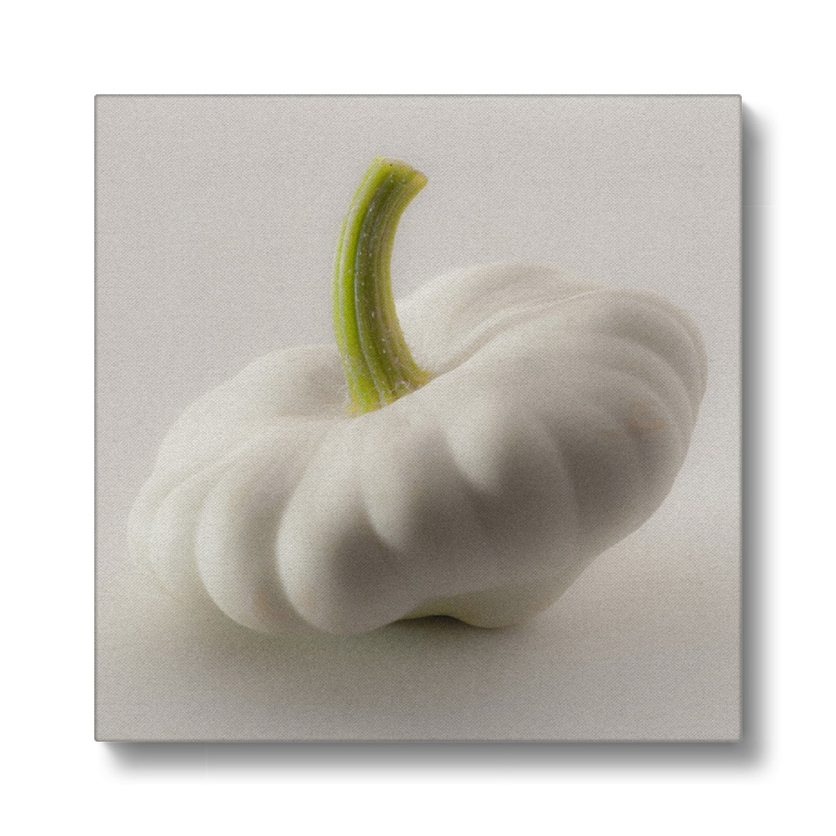 White pattypan squash on a white background Canvas