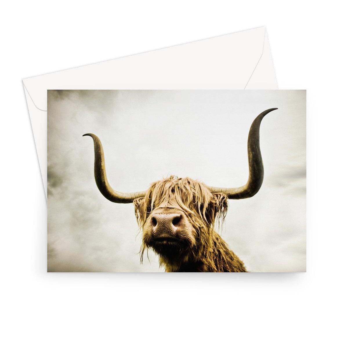 Highland Cow Greeting Card