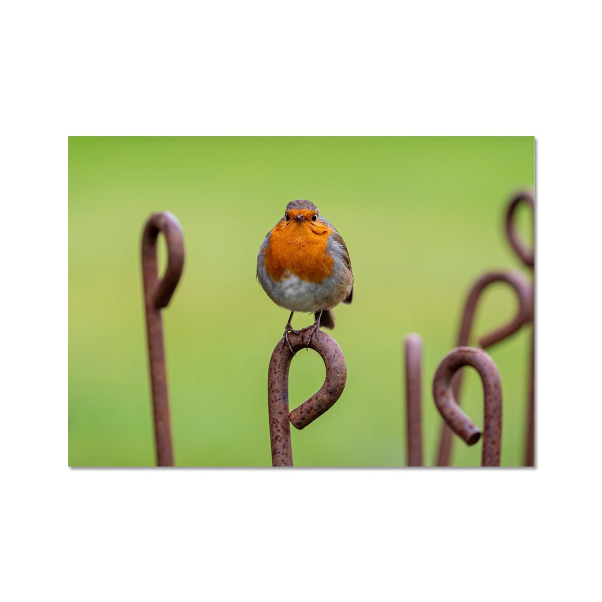 Robin sitting on a rusty metal stake in winter Fine Art Print