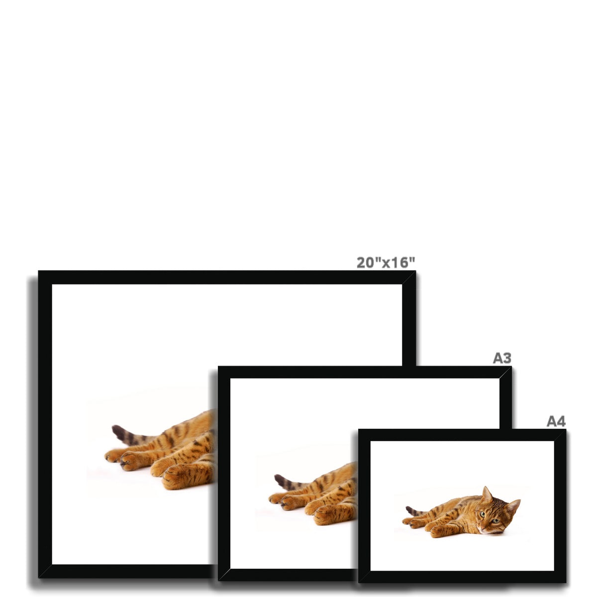 Bengal cat lying on its side on a white background Framed & Mounted Print