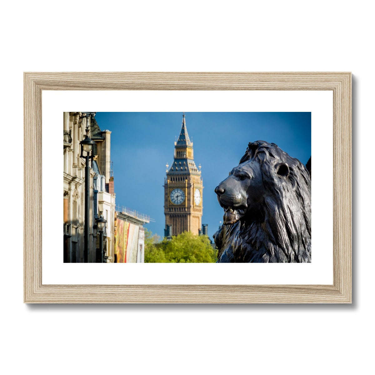 Lion statue in Trafalgar Square, with Big ben in background, London. Framed & Mounted Print