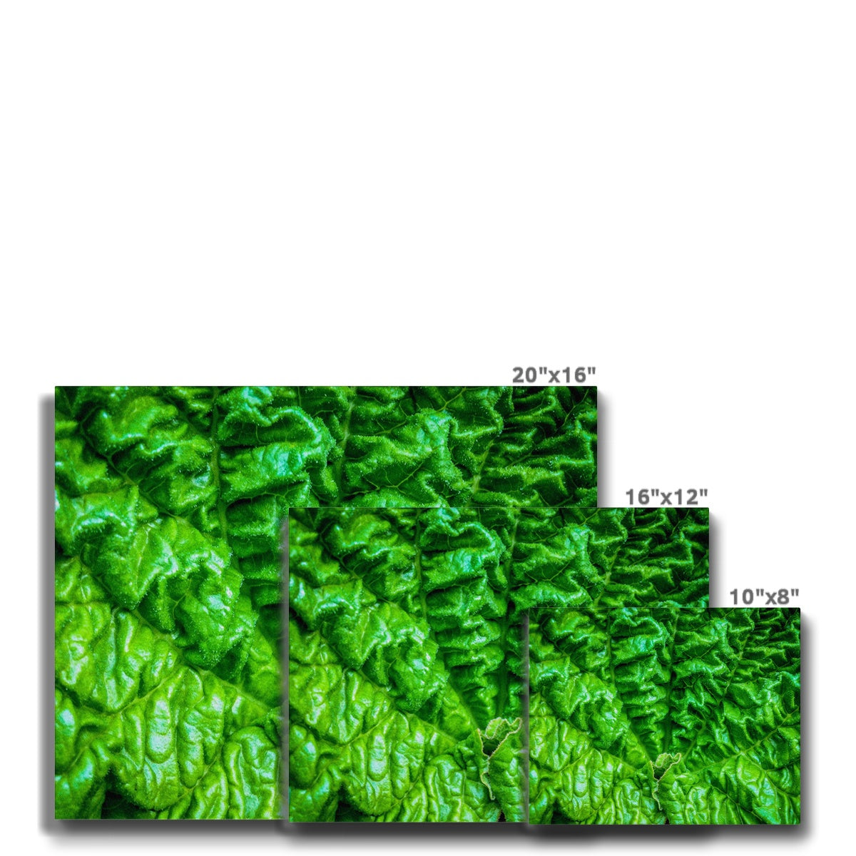 Close-up of the textured surface of a vivid green young rhubarb leaf Canvas