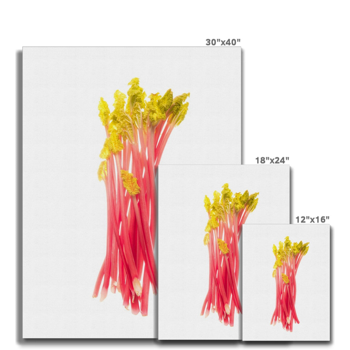 Early forced rhubarb Canvas
