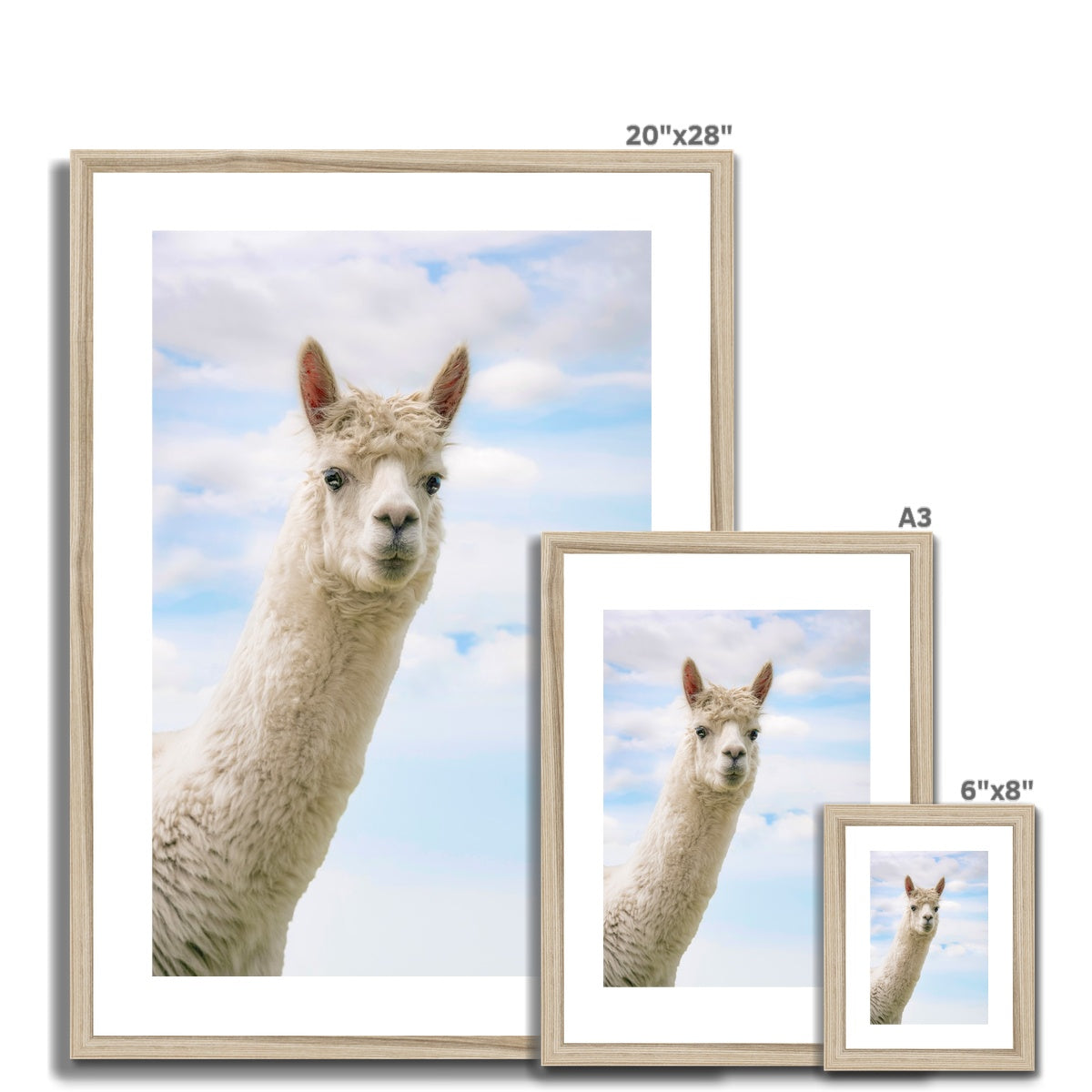 Inquisitive Alpaca Framed & Mounted Print