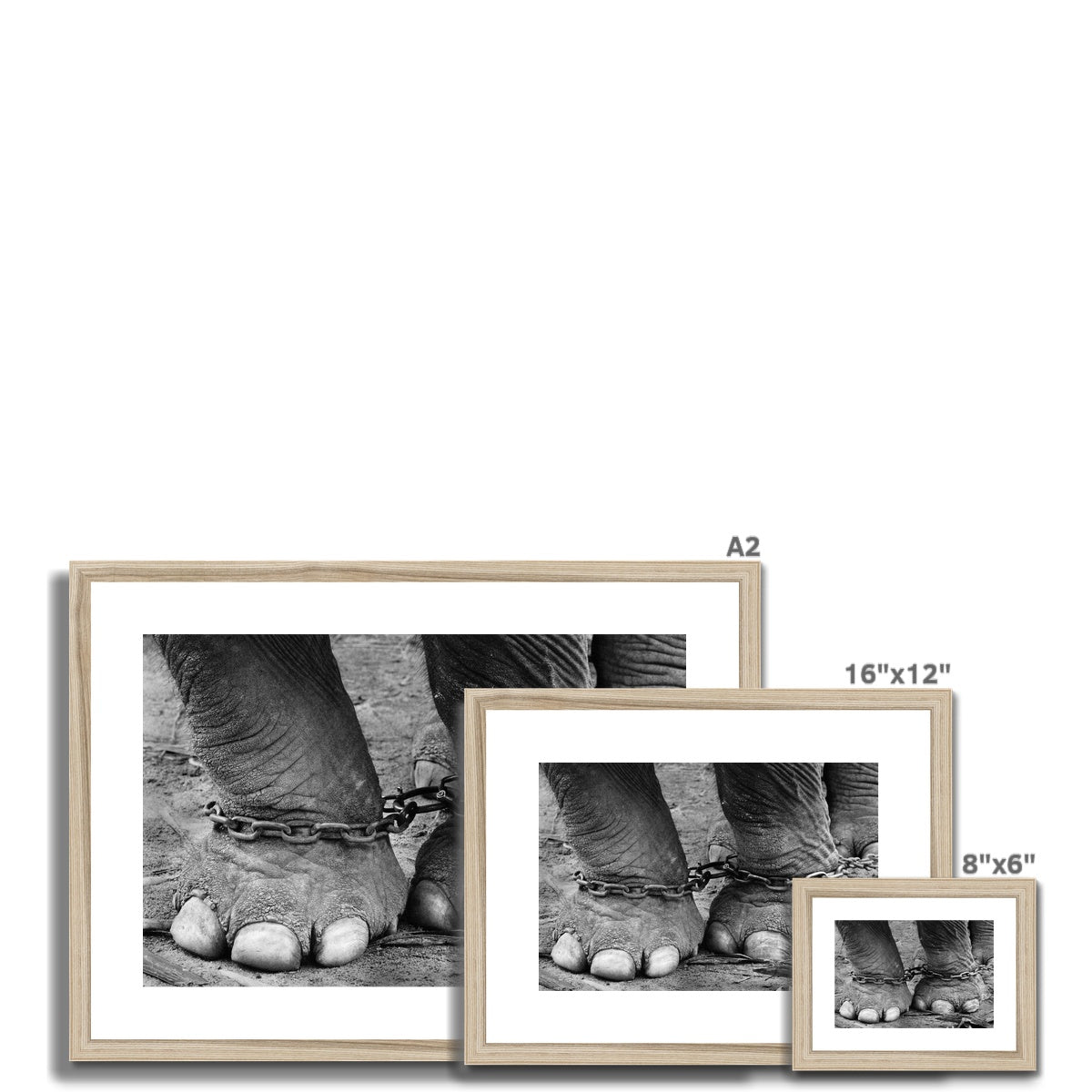 Chained elephant feet Framed & Mounted Print