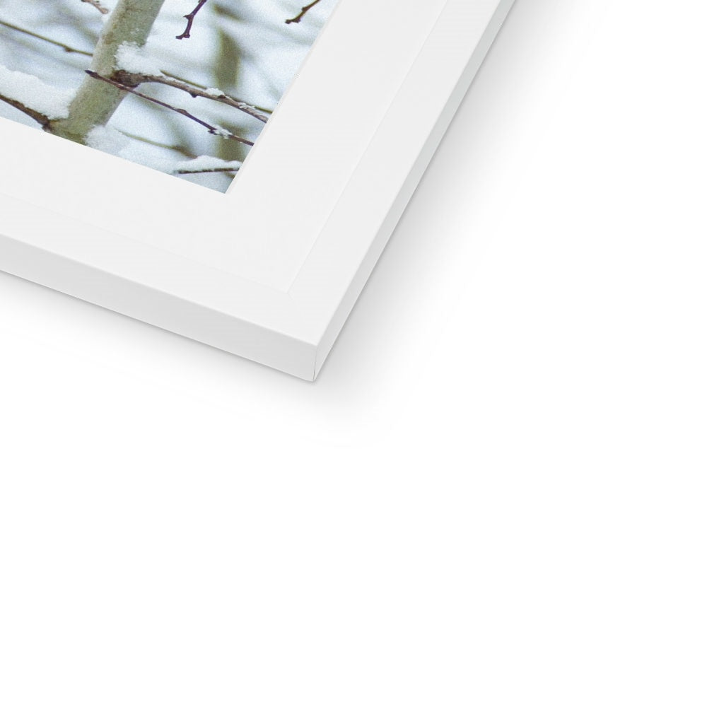 Robin perched on a snow covered tree branch Framed & Mounted Print