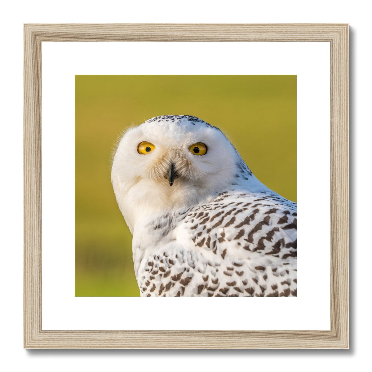 Surprised Snowy Owl Framed & Mounted Print