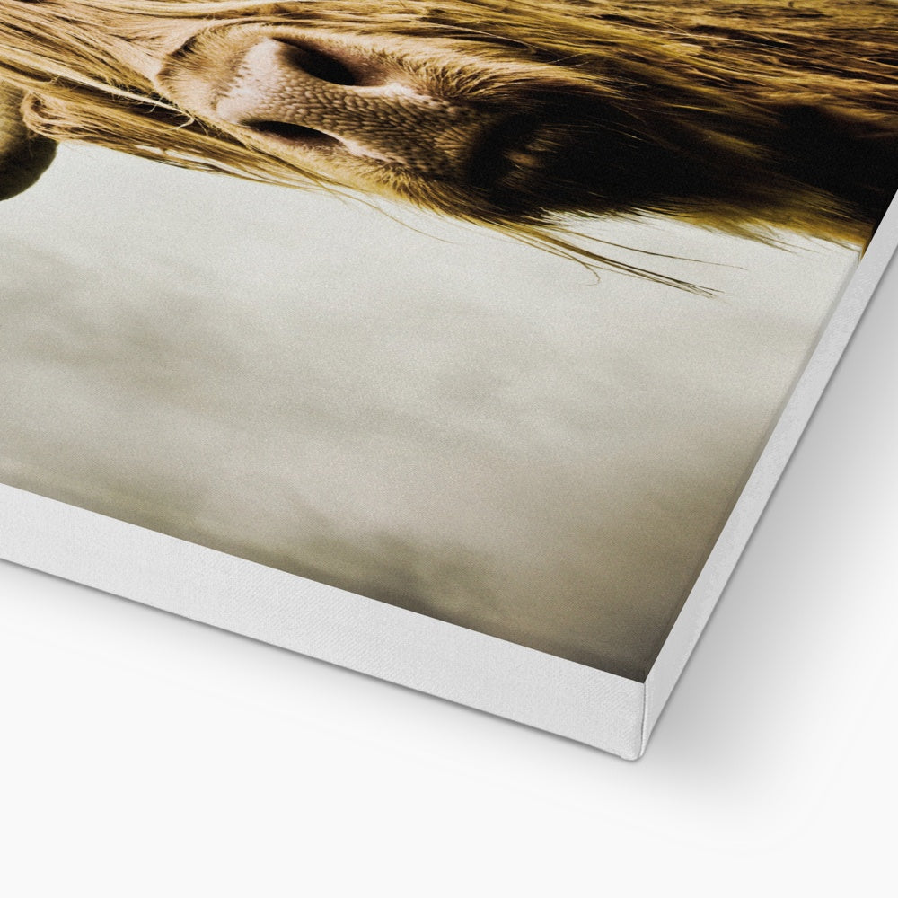 Highland Cow Canvas
