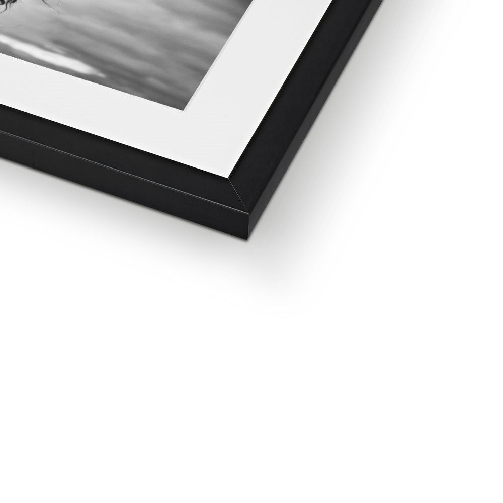 Alpaca  Framed & Mounted Print