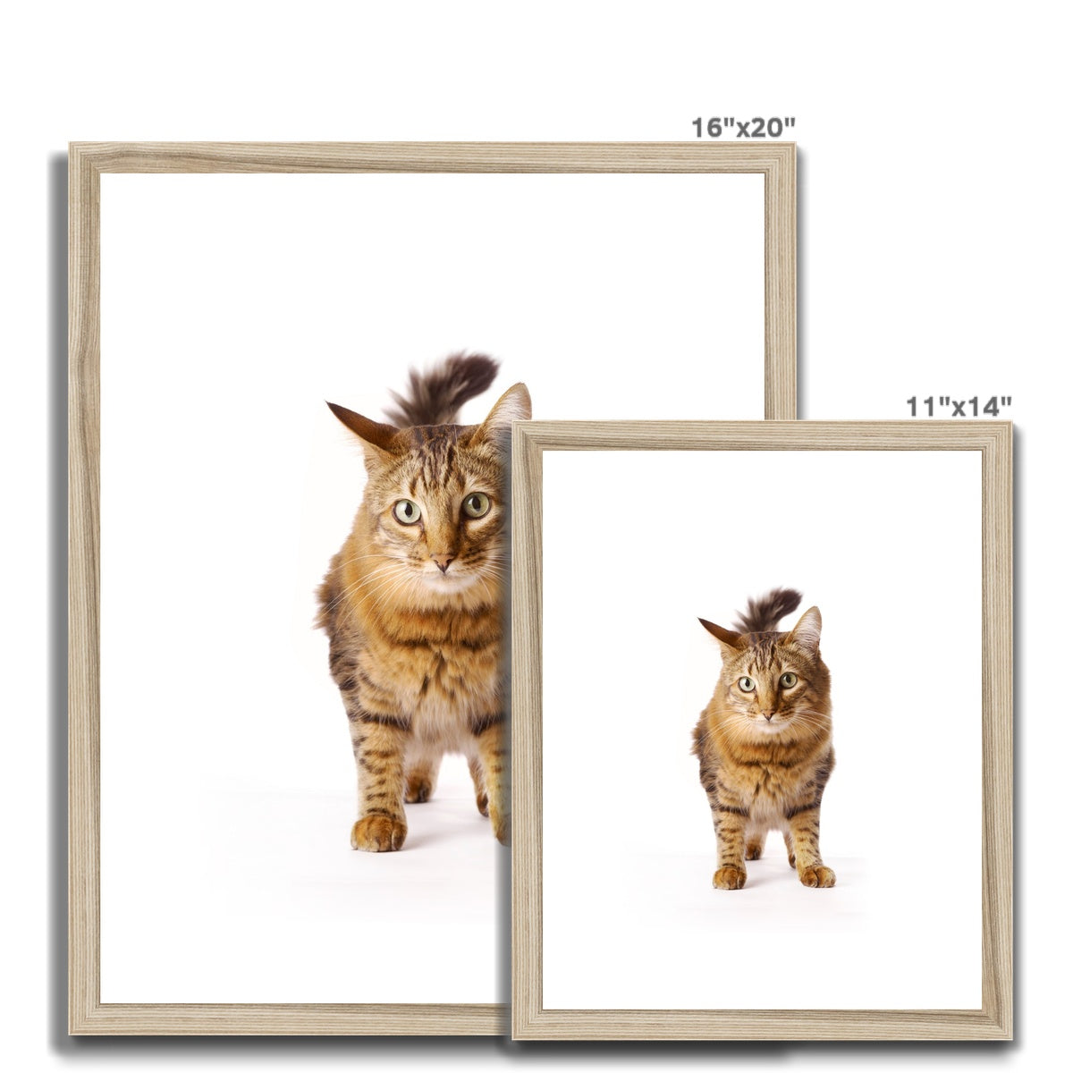 Tabby cat Framed & Mounted Print