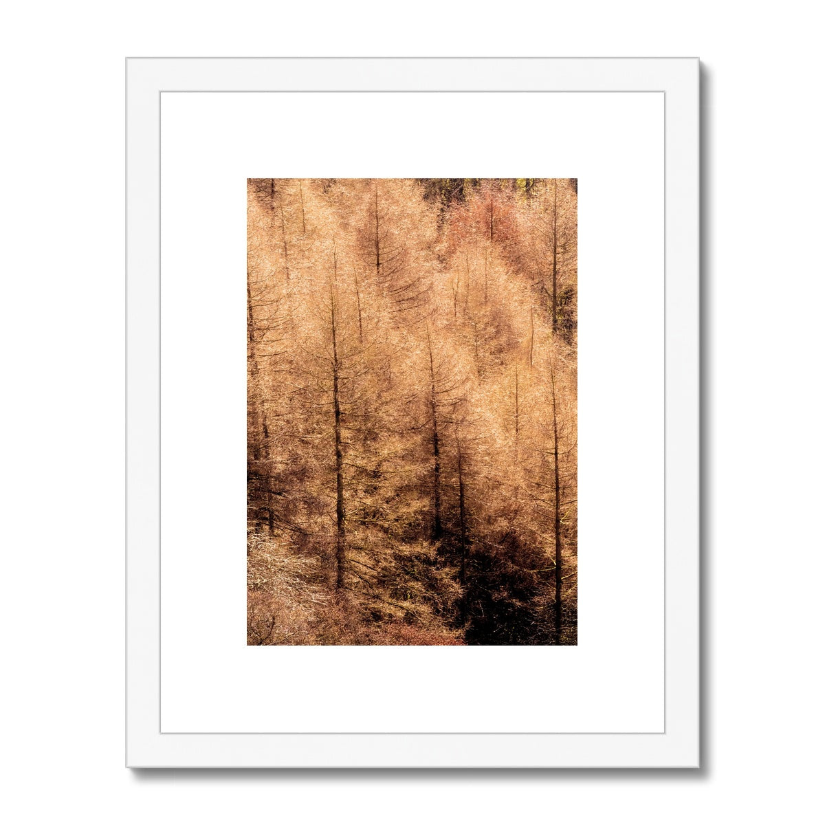 Winter trees Framed & Mounted Print