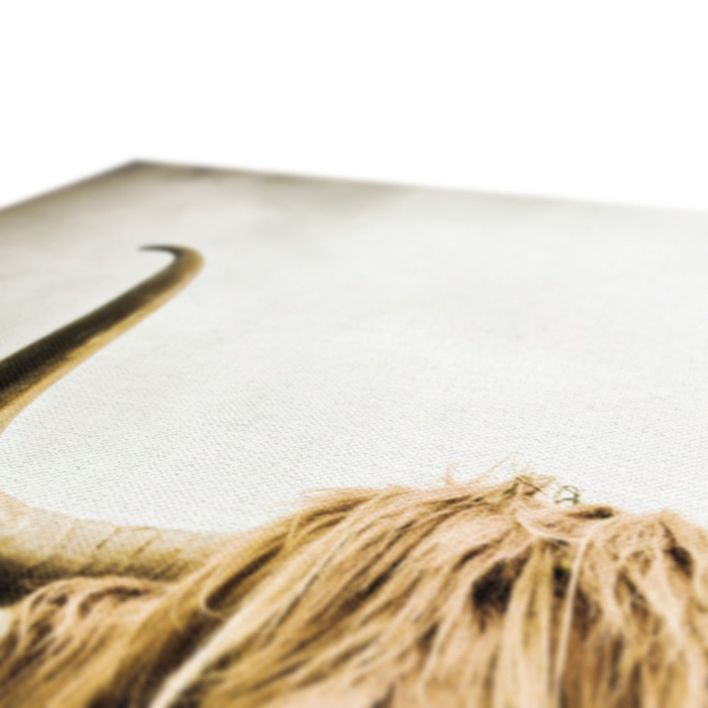 Highland Cow Canvas
