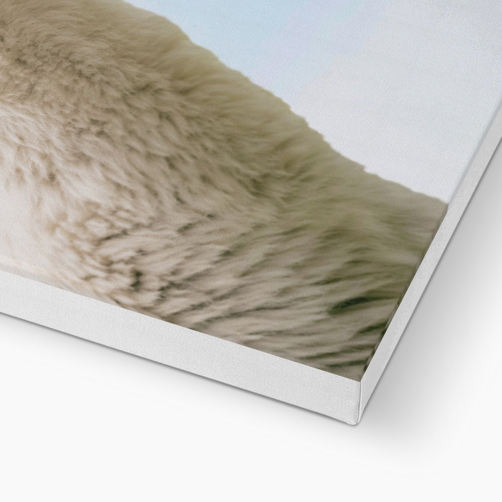 Inquisitive Alpaca Canvas