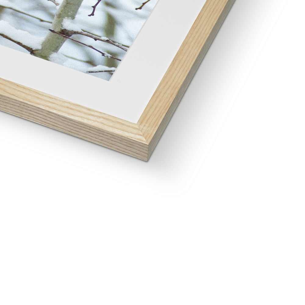 Robin perched on a snow covered tree branch Framed & Mounted Print