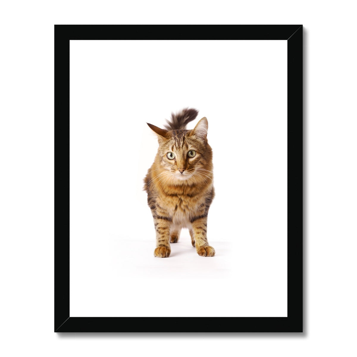 Tabby cat Framed & Mounted Print