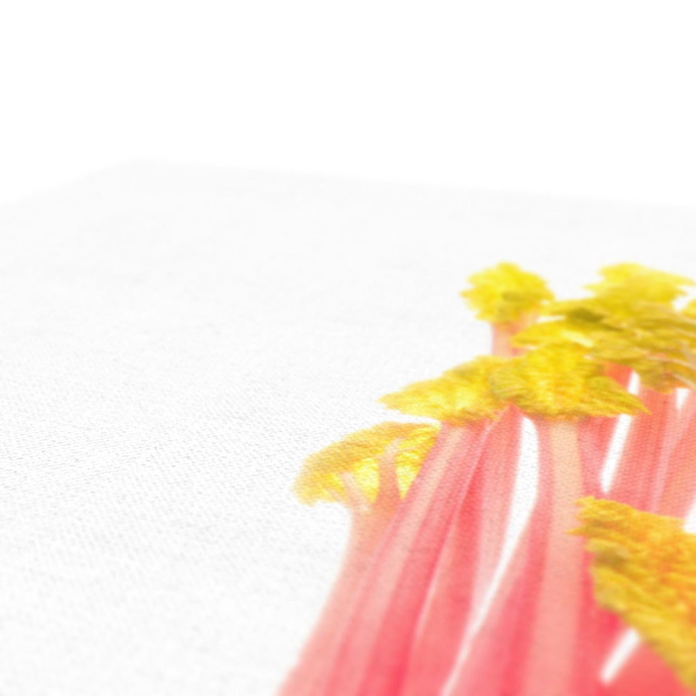 Early forced rhubarb Canvas