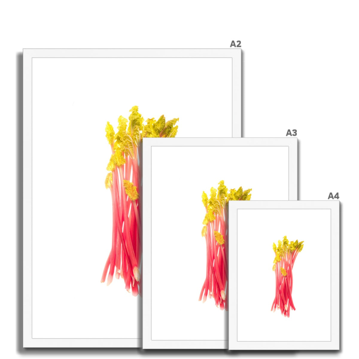 Early forced rhubarb Framed & Mounted Print