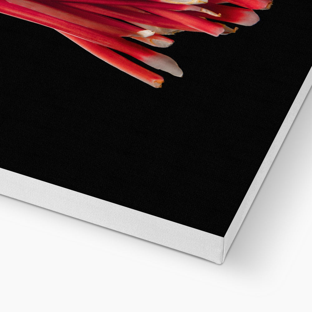 Rhubarb on black background Canvas