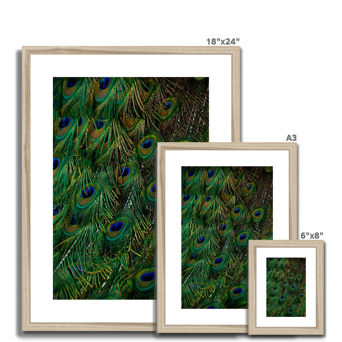 Close-up of a peacock's tail feathers. Framed & Mounted Print