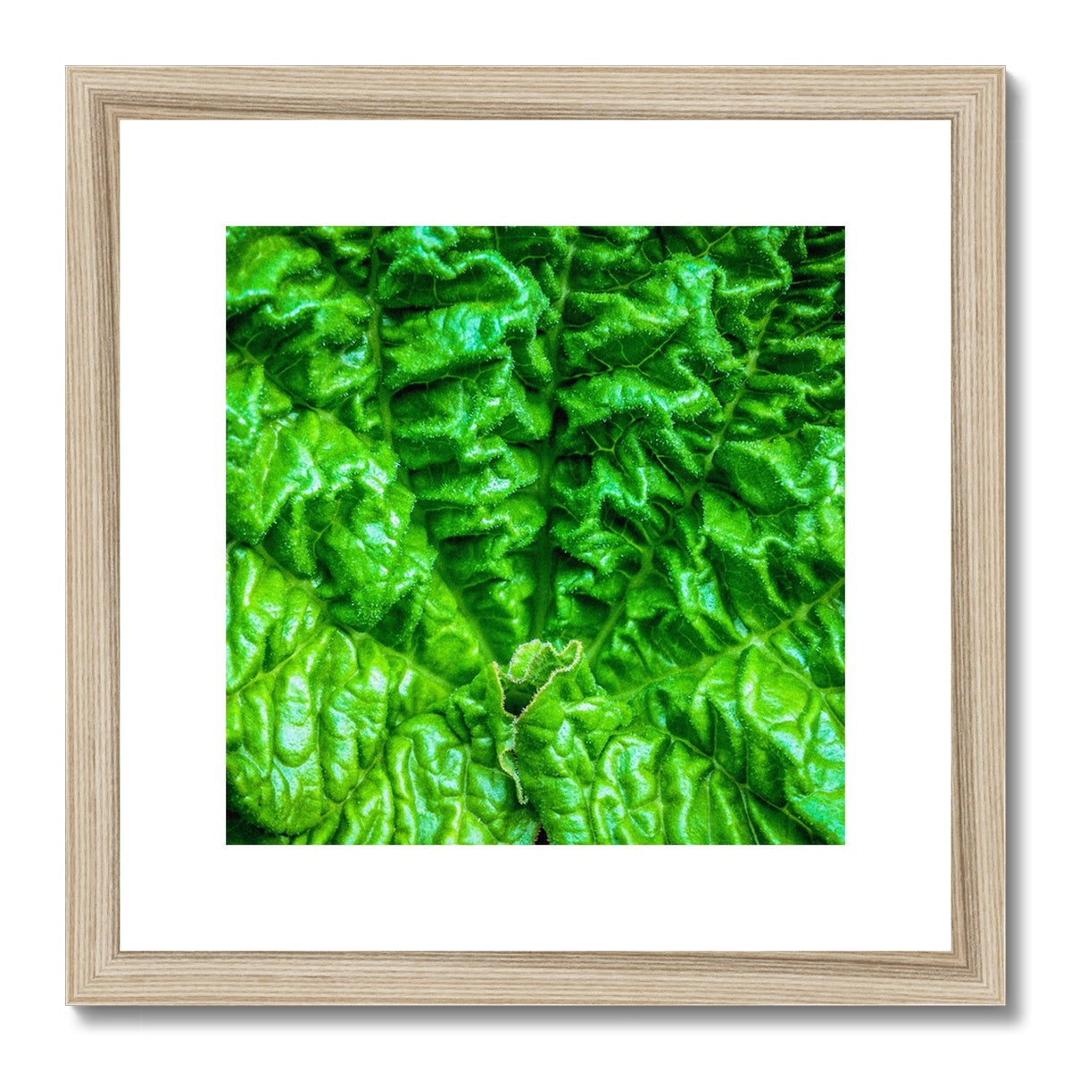 Close-up of the textured surface of a vivid green young rhubarb leaf Framed & Mounted Print