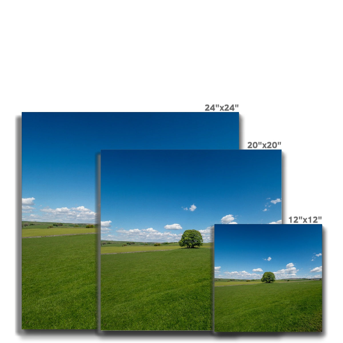 Single Tree, Yorkshire Dales Landscape Canvas