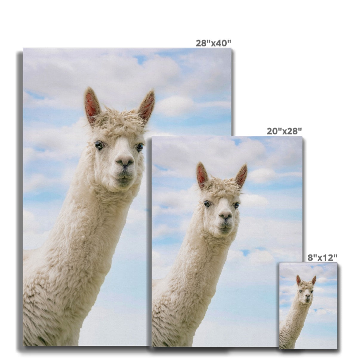 Inquisitive Alpaca Canvas