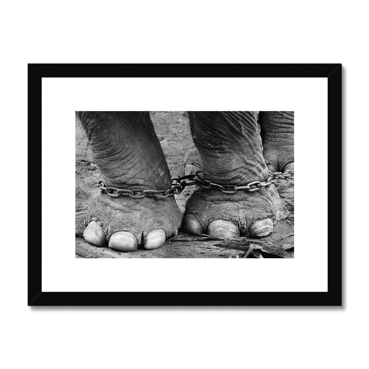 Chained elephant feet Framed & Mounted Print