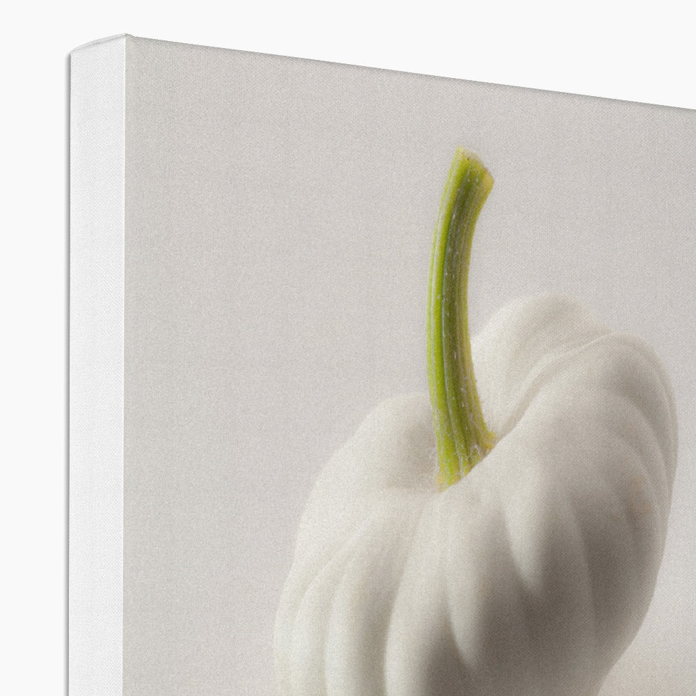 White pattypan squash on a white background Canvas