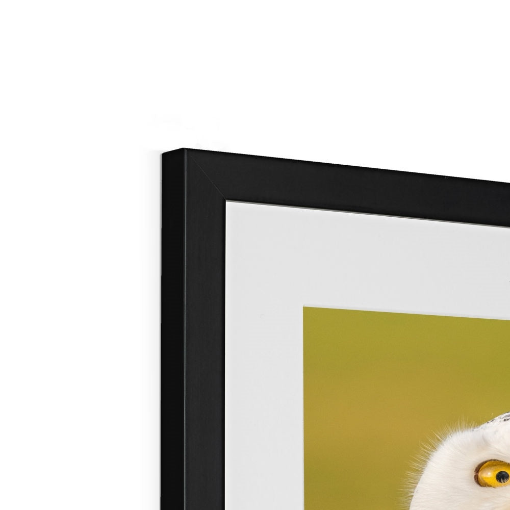 Surprised Snowy Owl Framed & Mounted Print