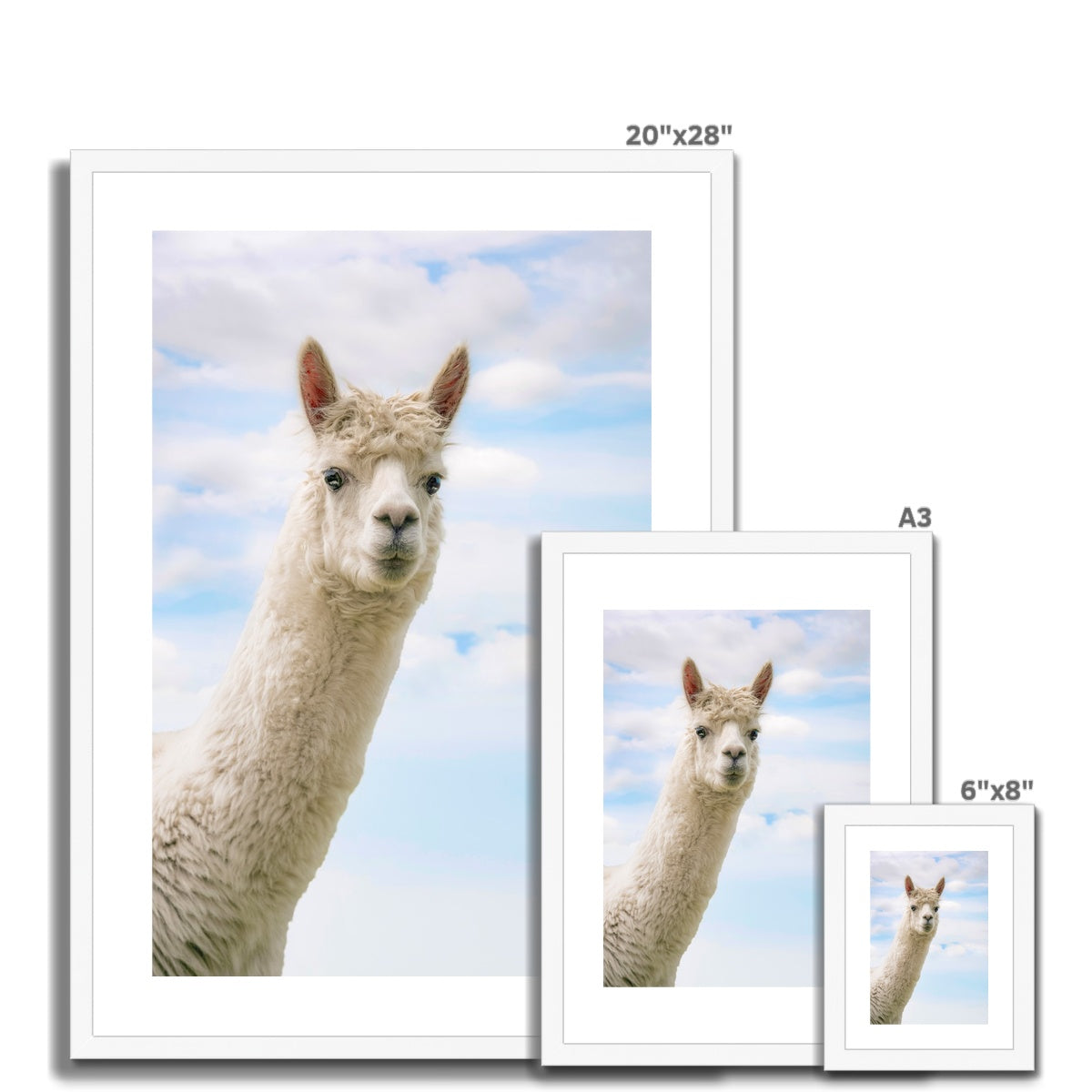 Inquisitive Alpaca Framed & Mounted Print