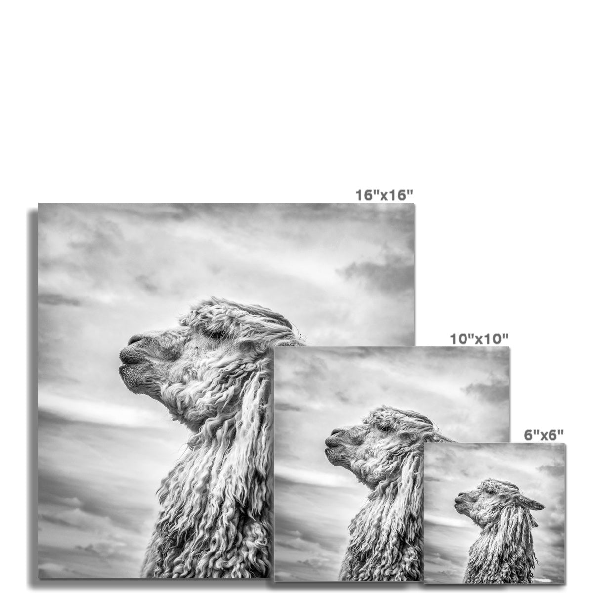 Alpaca  Fine Art Print