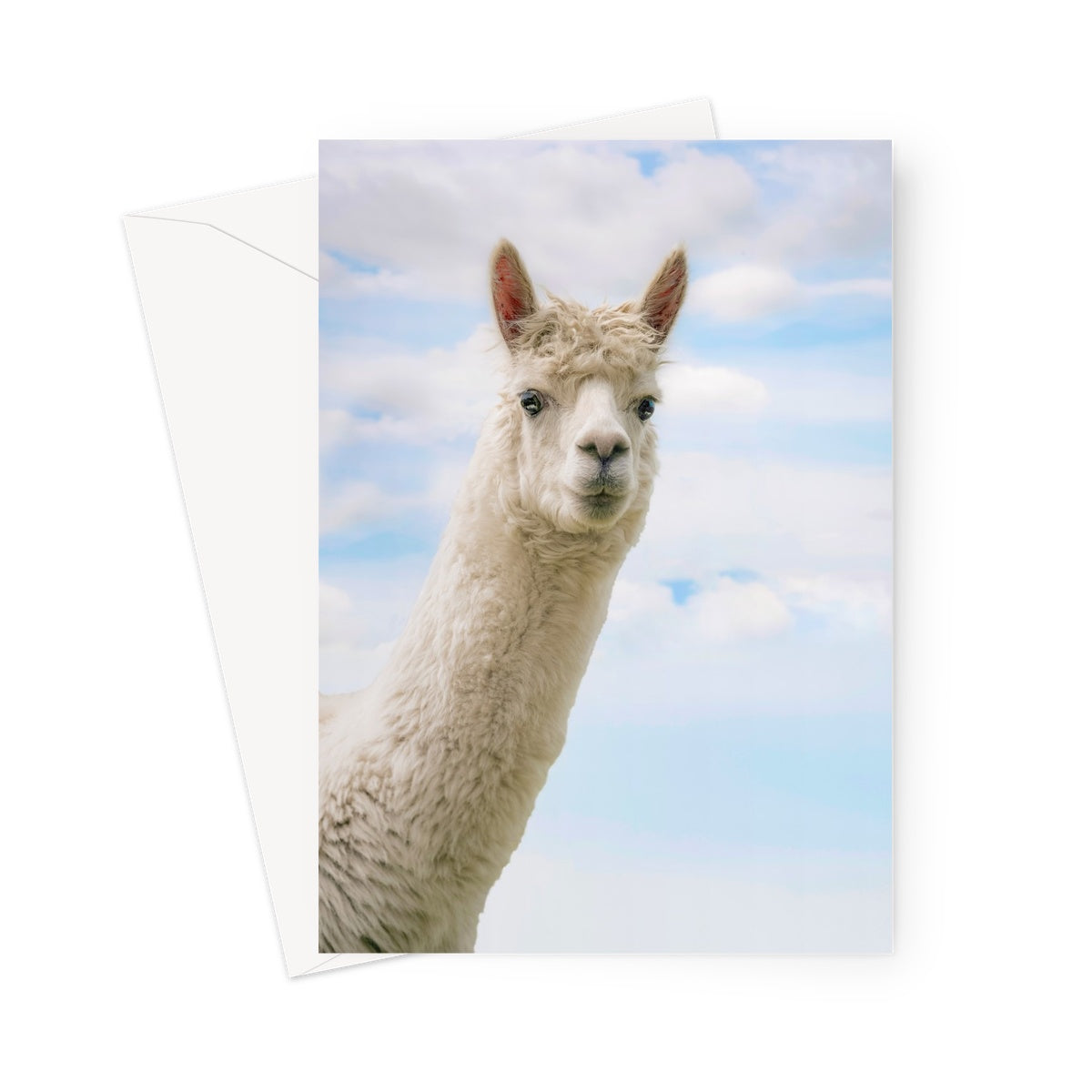Inquisitive Alpaca Greeting Card
