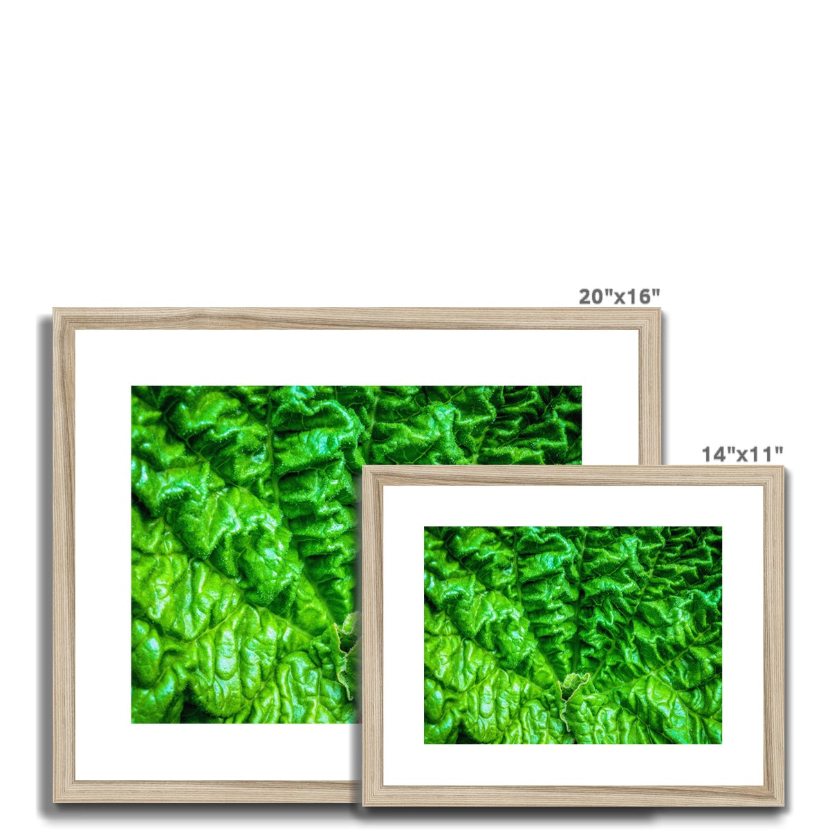 Close-up of the textured surface of a vivid green young rhubarb leaf Framed & Mounted Print