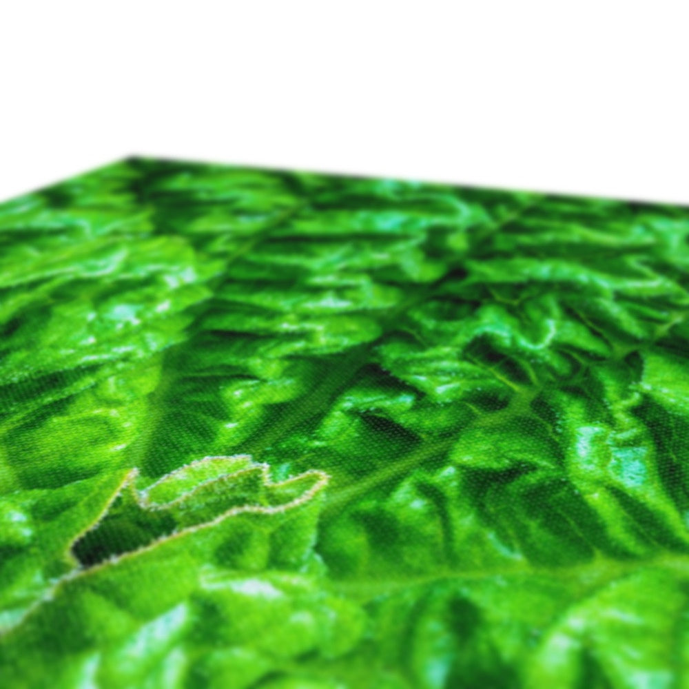 Close-up of the textured surface of a vivid green young rhubarb leaf Canvas