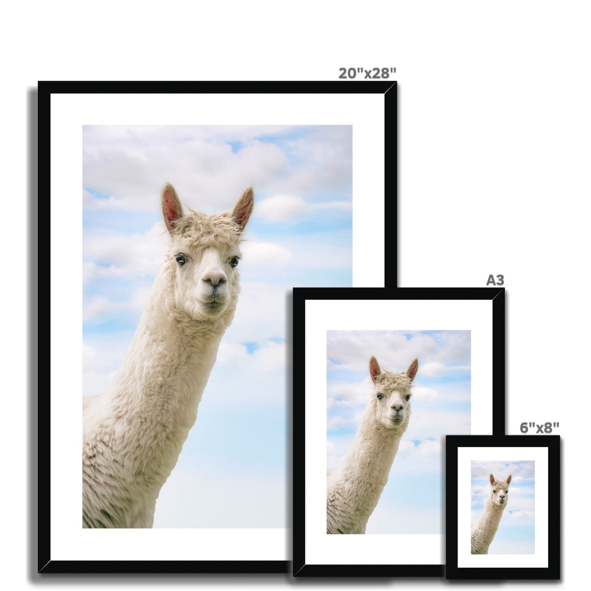 Inquisitive Alpaca Framed & Mounted Print