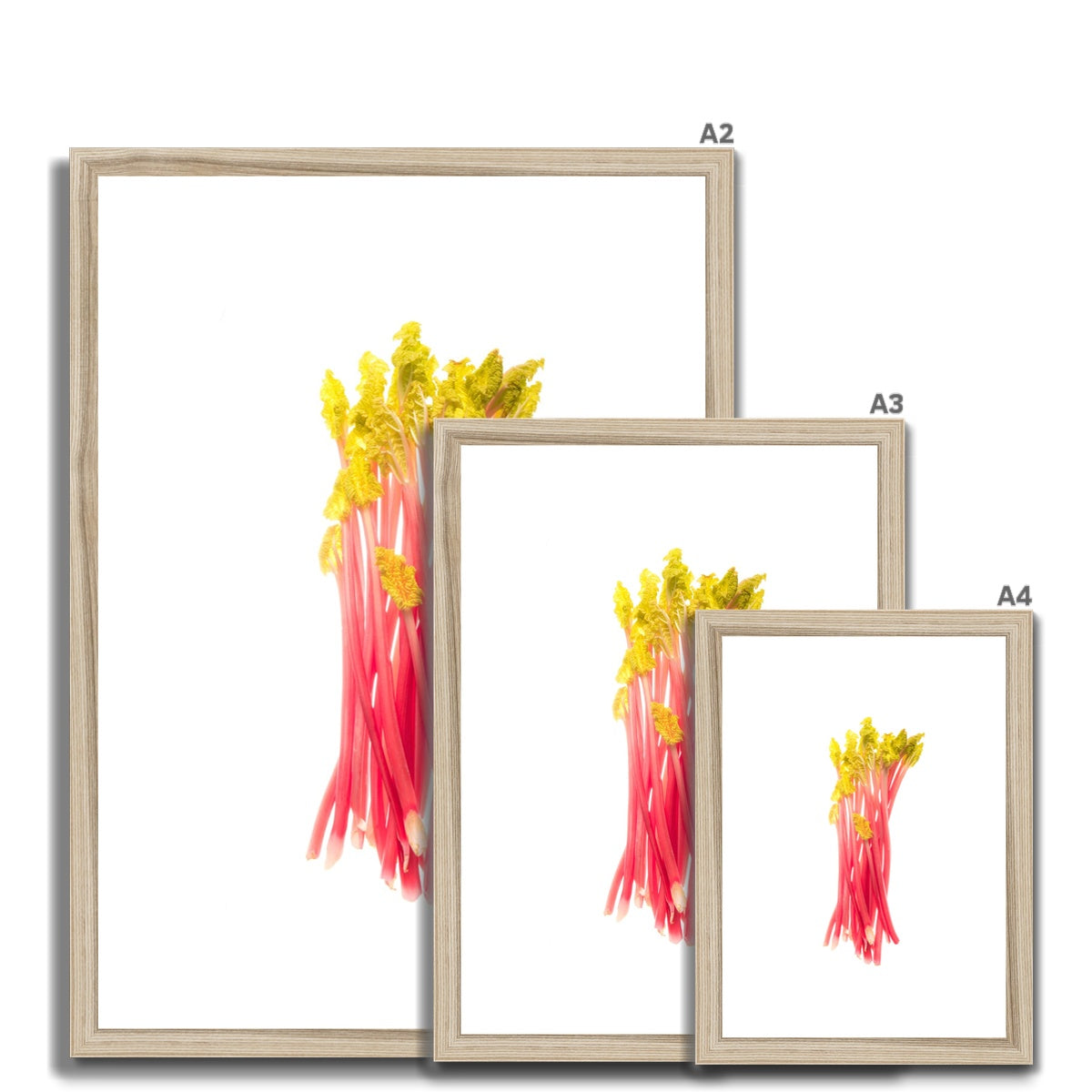 Early forced rhubarb Framed & Mounted Print