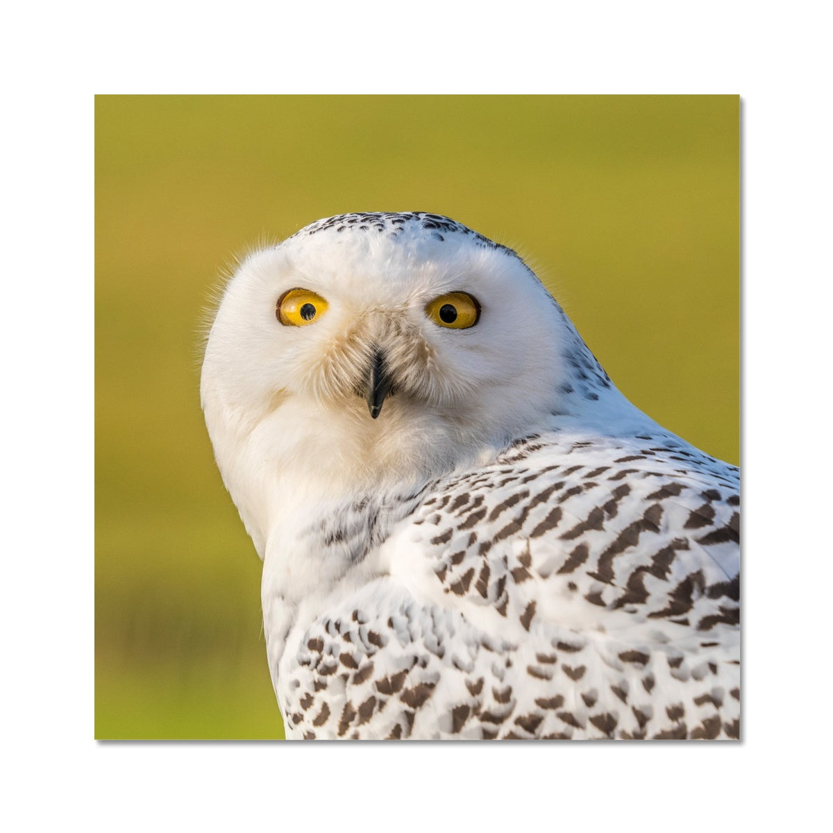 Surprised Snowy Owl Fine Art Print