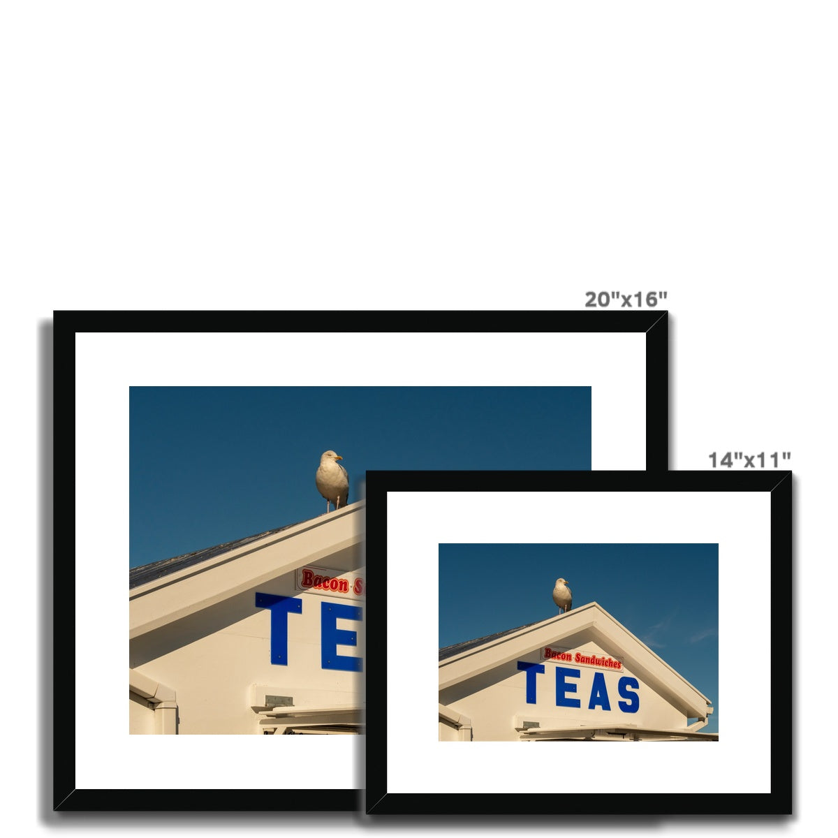 Seagull sitting on the roof of a catering kiosk selling tea and bacon sandwiches, Whitby, UK. Framed & Mounted Print