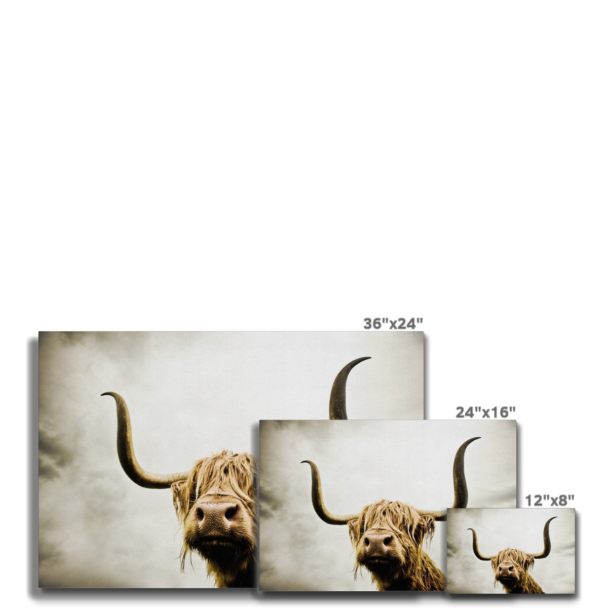 Highland Cow Canvas