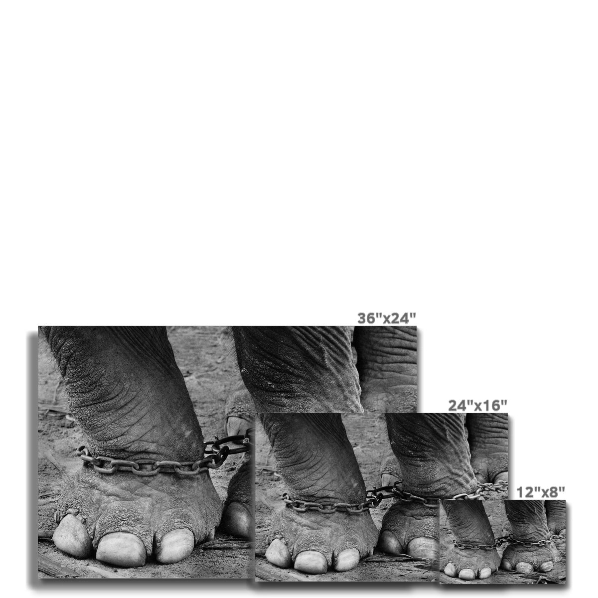 Chained elephant feet Canvas