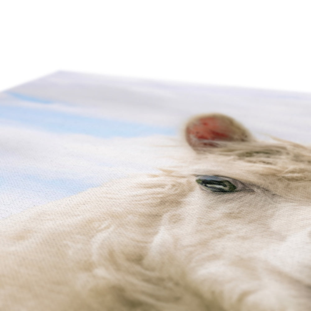 Inquisitive Alpaca Canvas