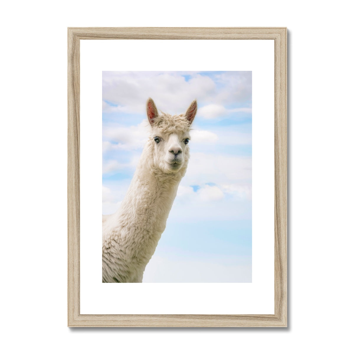 Inquisitive Alpaca Framed & Mounted Print