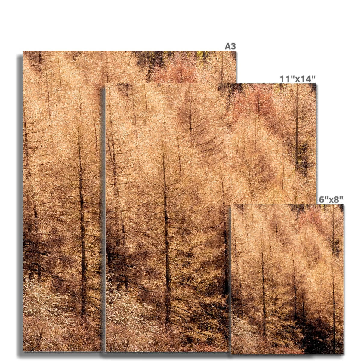 Winter trees Fine Art Print