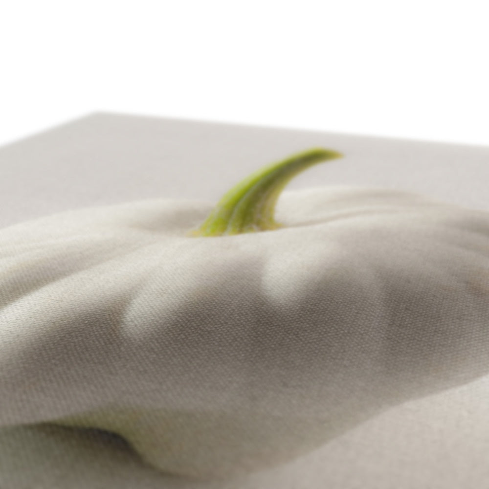 White pattypan squash on a white background Canvas