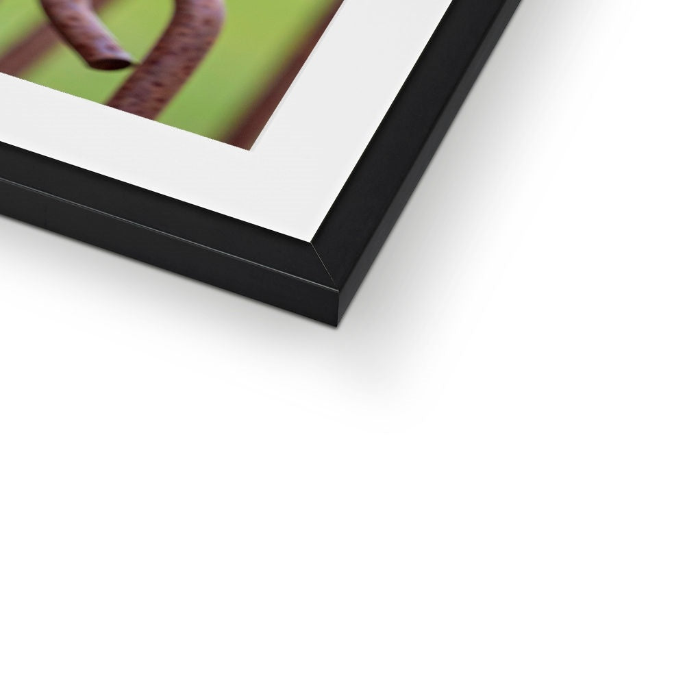 Robin sitting on a rusty metal stake in winter Framed & Mounted Print