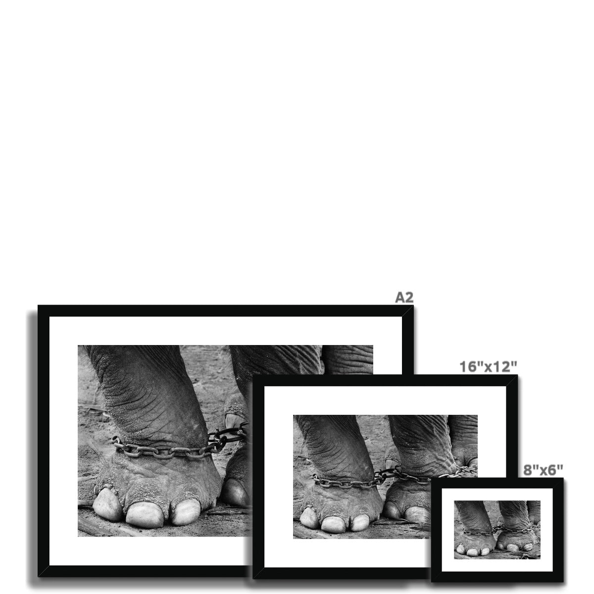 Chained elephant feet Framed & Mounted Print