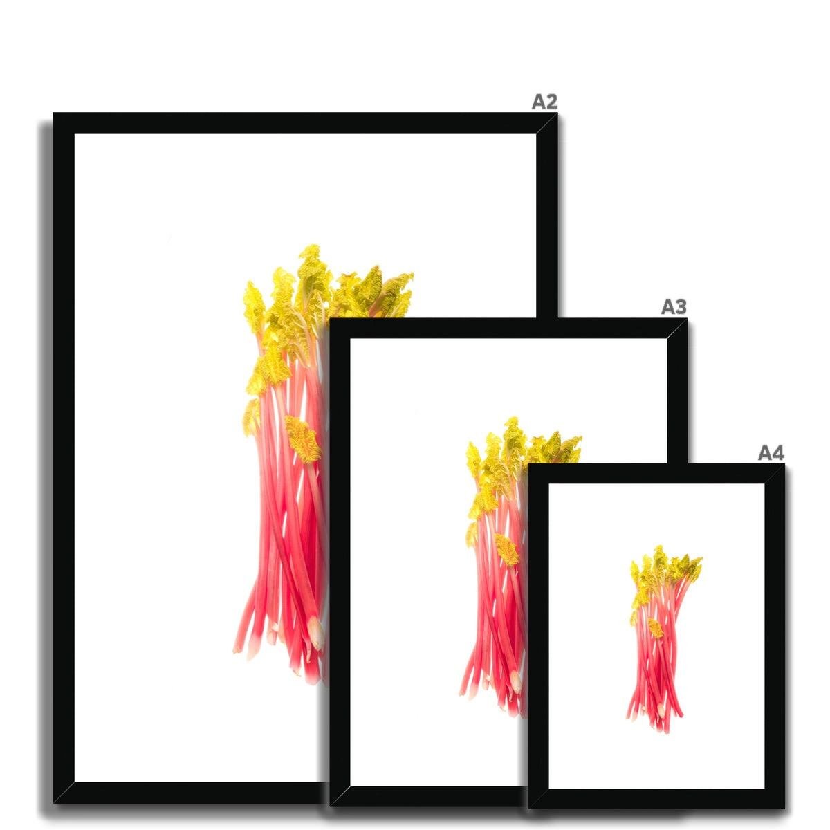 Early forced rhubarb Framed & Mounted Print
