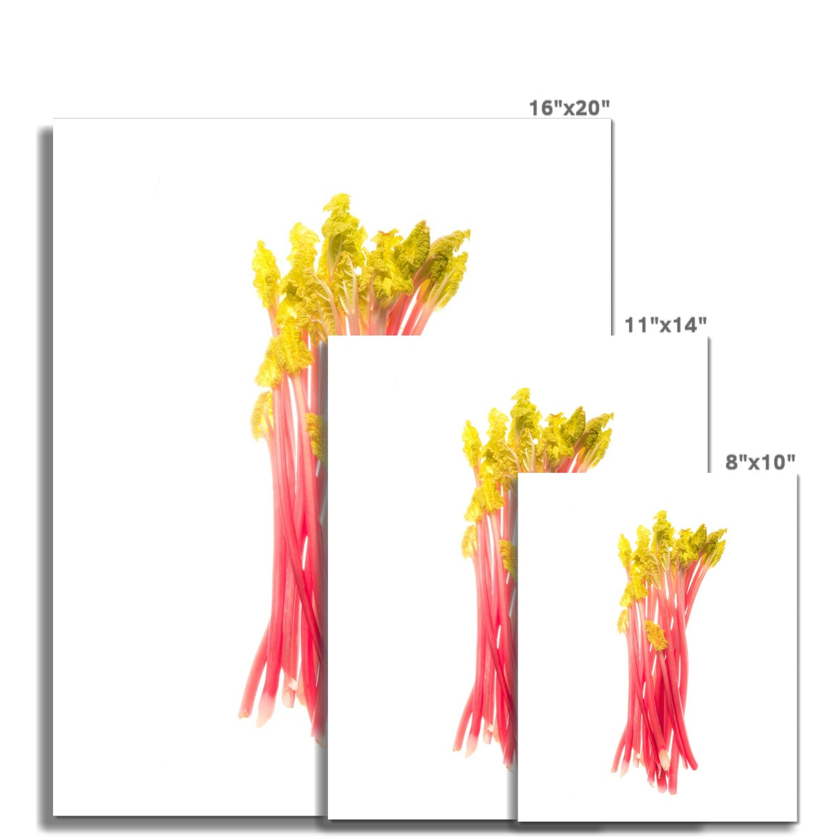 Early forced rhubarb Fine Art Print