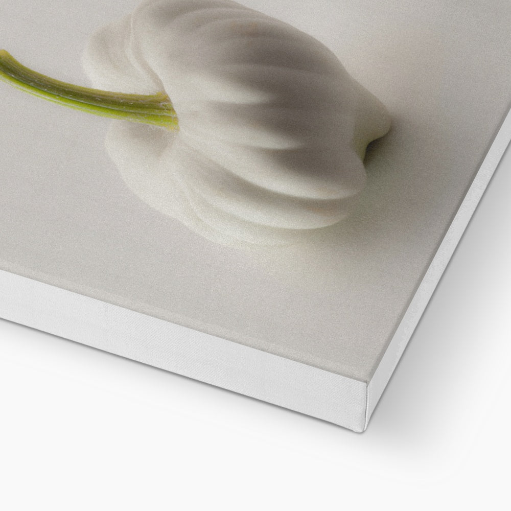 White pattypan squash on a white background Canvas