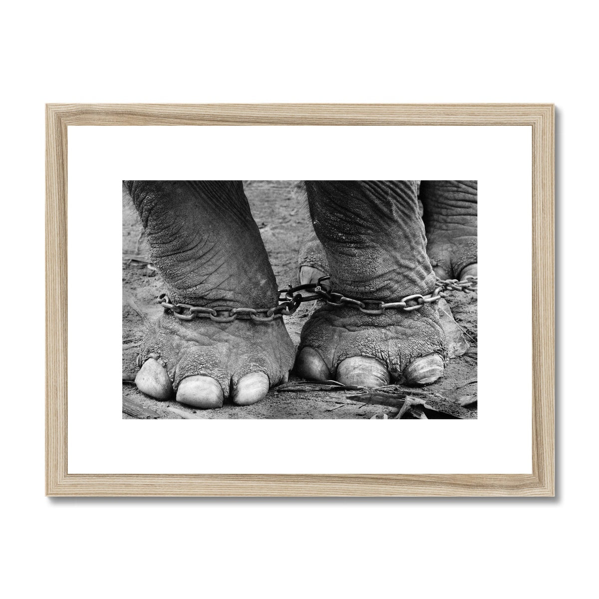 Chained elephant feet Framed & Mounted Print